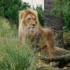 berlinzoo19
